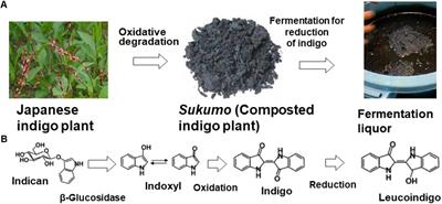 Microbial Communities Associated With Indigo Fermentation That Thrive in Anaerobic Alkaline Environments